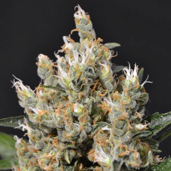 Kali (CBD Seeds) Feminisoidut