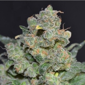 Cheese (CBD-siemenet) Feminisoidut