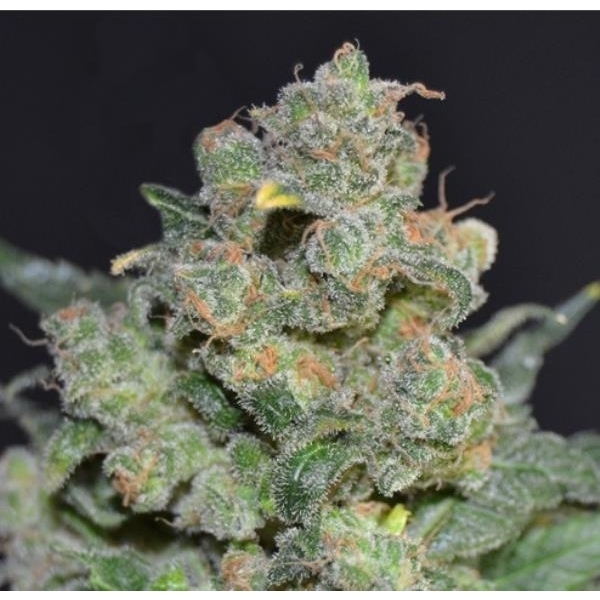 Cheese (CBD-siemenet) Feminisoidut