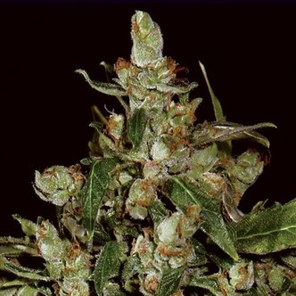 Auto Widow (CBD-siemenet) feminisoidut