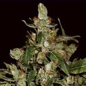 Auto Widow (CBD Seeds) Feminisoidut