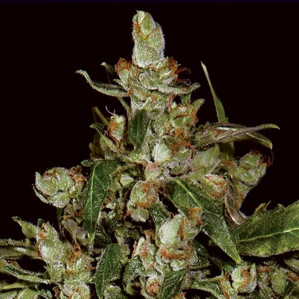 Auto Widow (CBD Seeds) Feminisoidut