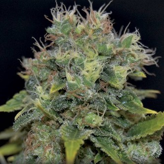 Auto Yumbolt (CBD-siemenet) feminisoidut