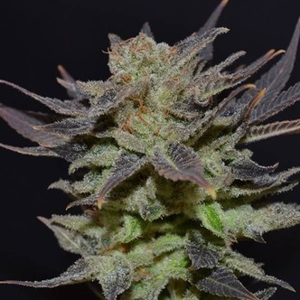 Auto Lavender (CBD-siemenet) feminisoidut