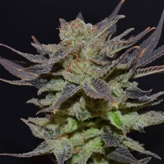 Auto Lavender (CBD Seeds) Feminisoidut