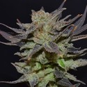 Auto Lavender (CBD Seeds) Feminisoidut