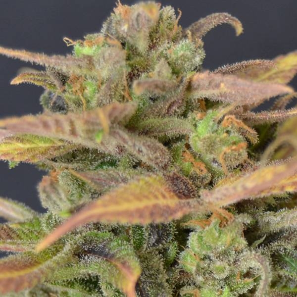Auto Critical (CBD-siemenet) Feminisoidut