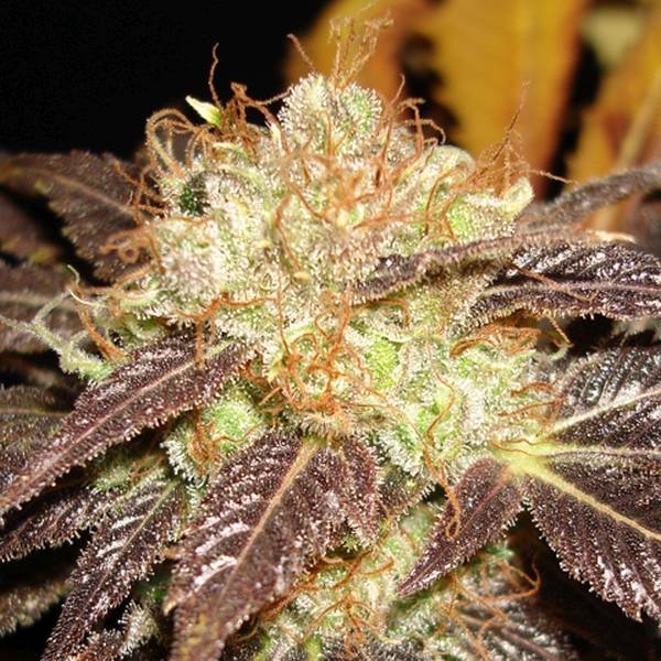 Auto Diesel (CBD Seeds) Feminisoidut