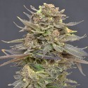 Magma (CBD Seeds) Feminisoidut