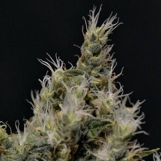 Vanilla Haze (CBD Seeds) Feminisoidut