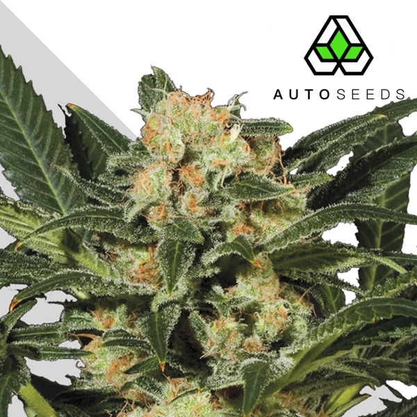 Candy Kush (Auto Seeds) Feminisoidut