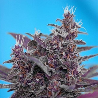 Black Cream Auto (Sweet Seeds) Feminisoidut