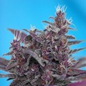 Black Cream Auto (Sweet Seeds) Feminisoidut