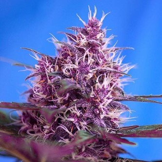 Red Poison Auto (Sweet Seeds) feminisoidut