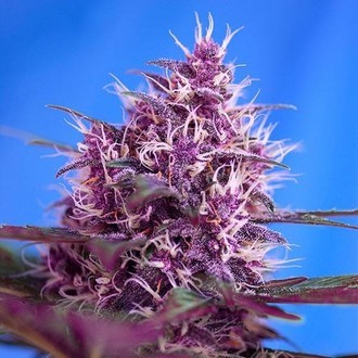 Red Poison Auto (Sweet Seeds) Feminisoidut