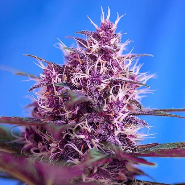 Red Poison Auto (Sweet Seeds) Feminisoidut
