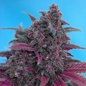 Dark Devil Auto (Sweet Seeds) Feminisoidut