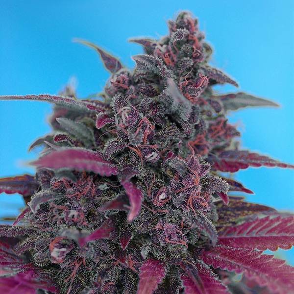 Dark Devil Auto (Sweet Seeds) Feminisoidut