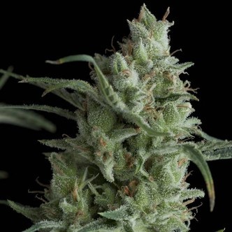 Kryptonite (Pyramid Seeds) feminisoidut kannabiksen siemenet