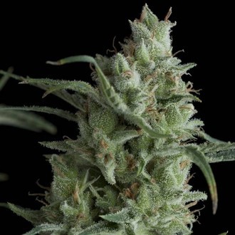 Kryptonite (Pyramid Seeds) Feminisoidut