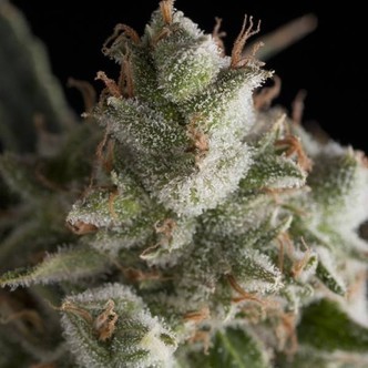Fresh Candy (Pyramid Seeds) feminisoidut