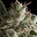 Fresh Candy (Pyramid Seeds) Feminisoidut