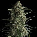 Galaxy (Pyramid Seeds) Feminisoidut