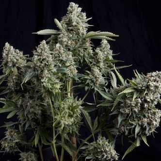 Tutankhamon (Pyramid Seeds) feminisoidut kannabiksen siemenet