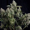 Tutankhamon (Pyramid Seeds) Feminisoidut
