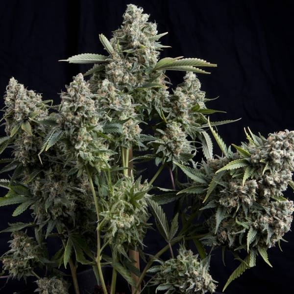 Tutankhamon (Pyramid Seeds) Feminisoidut