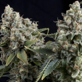 Auto Tutankhamon (Pyramid Seeds) feminisoitu