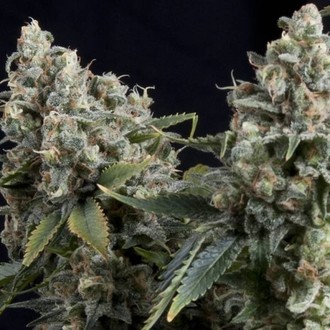 Auto Tutankhamon (Pyramid Seeds) Feminisoidut