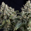 Auto Tutankhamon (Pyramid Seeds) Feminisoidut