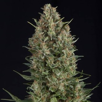 Wembley (Pyramid Seeds) feminisoidut kannabiksen siemenet