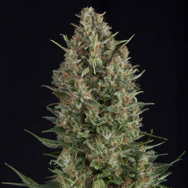 Wembley (Pyramid Seeds) Feminisoidut