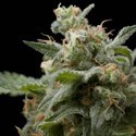Super Hash (Pyramid Seeds) Feminisoidut