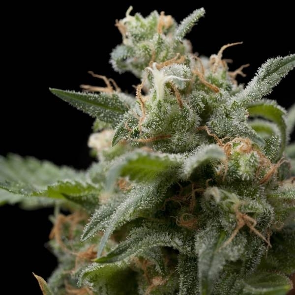 Super Hash (Pyramid Seeds) Feminisoidut