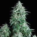 Anubis (Pyramid Seeds) Feminisoidut