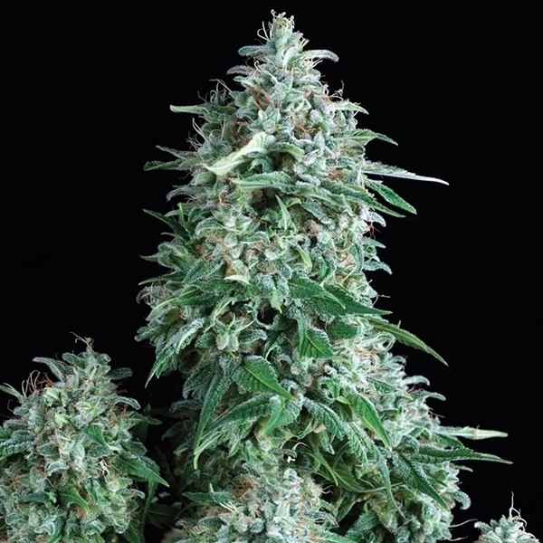 Anubis (Pyramid Seeds) Feminisoidut