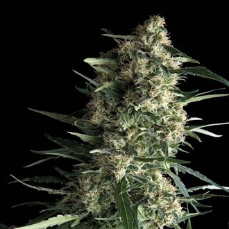Auto Galaxy (Pyramid Seeds) Feminisoidut