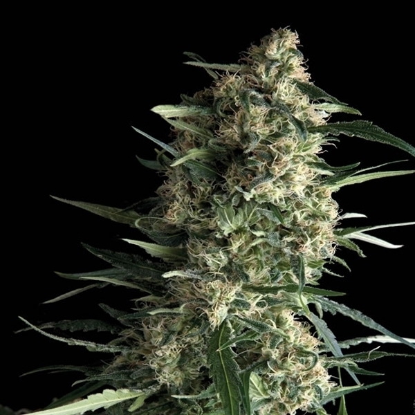 Auto Galaxy (Pyramid Seeds) Feminisoidut