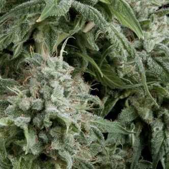 Auto Northern Lights (Pyramid Seeds) feminisoidut