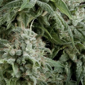 Auto Northern Lights (Pyramid Seeds) Feminisoidut
