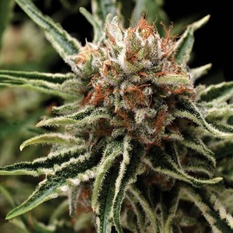Auto Shark (Pyramid Seeds) feminisoidut