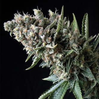 Auto Nefertiti (Pyramid Seeds) feminisoidut