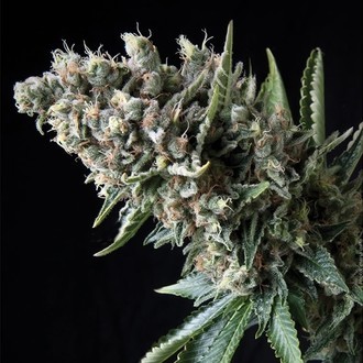 Auto Nefertiti (Pyramid Seeds) Feminisoidut