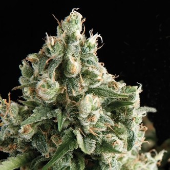 Auto Lennon (Pyramid Seeds) feminisoidut kannabiksen siemenet