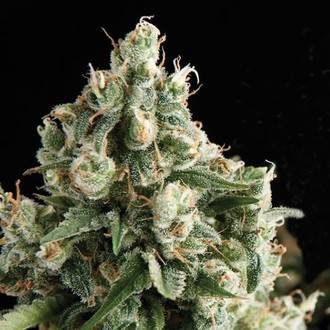 Auto Lennon (Pyramid Seeds) Feminisoidut
