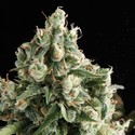 Auto Lennon (Pyramid Seeds) Feminisoidut