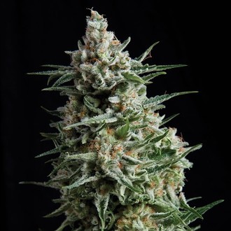 Auto Anesthesia (Pyramid Seeds) Feminisoidut